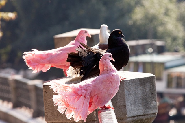的籃球底蘊 的籃球底蘊